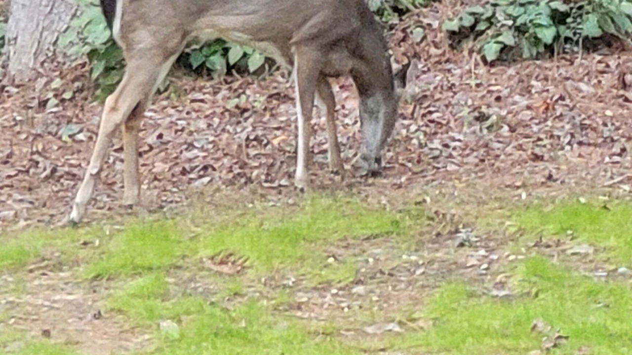 Photo of Outdoor in LaGrange