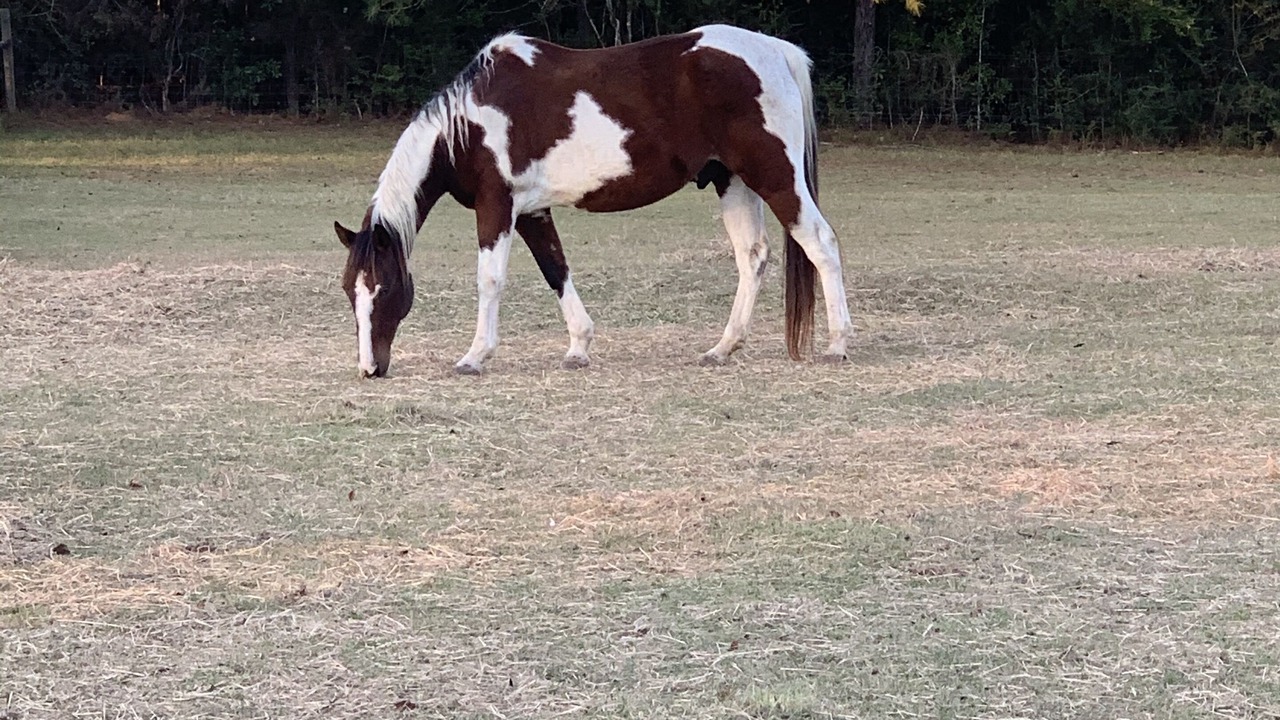 Photo of Others in Baldwin County