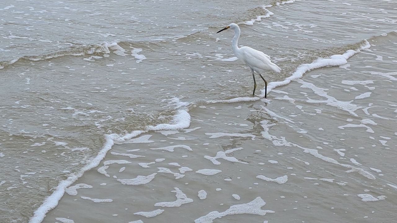 Photo of Others in New Smyrna Beach
