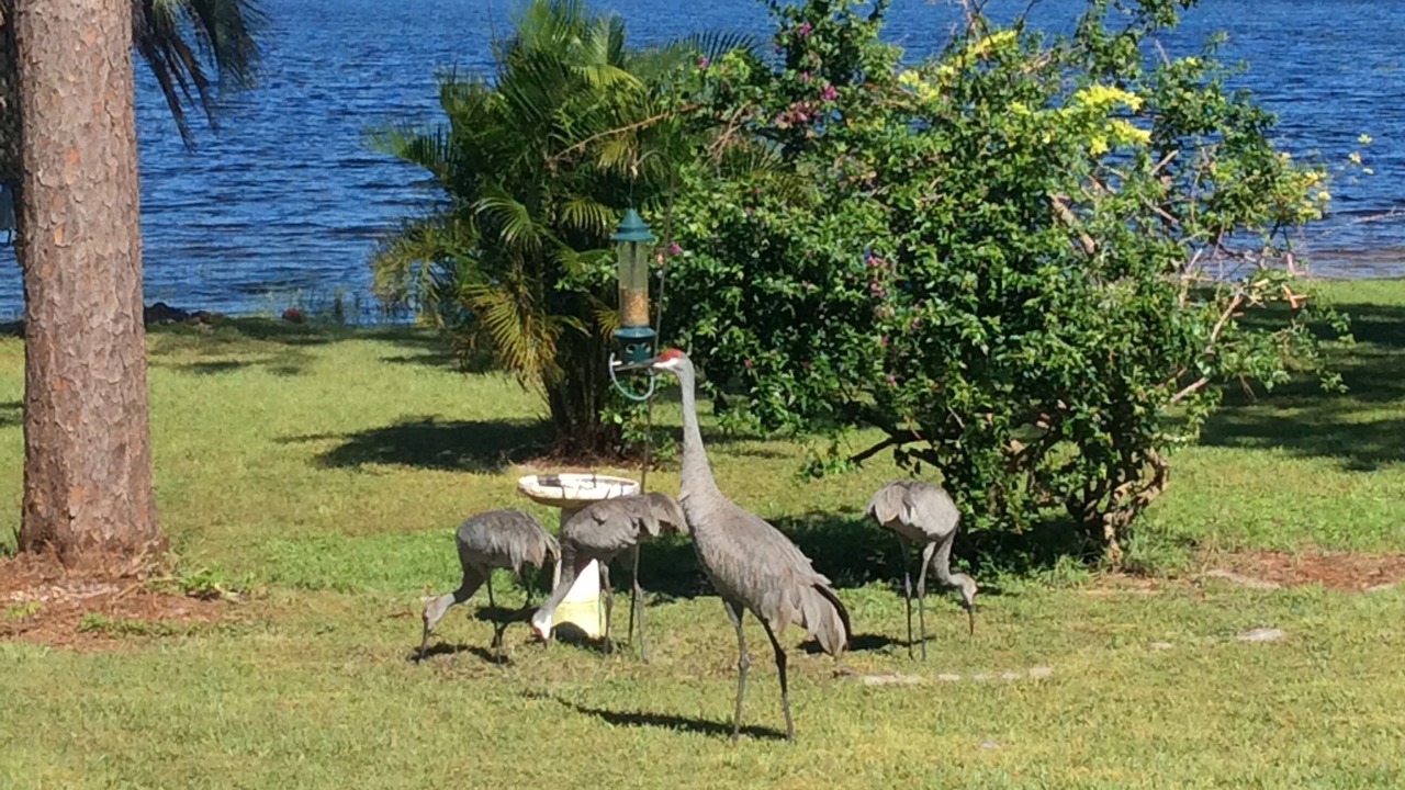 Photo of Outdoor in Lake Mary
