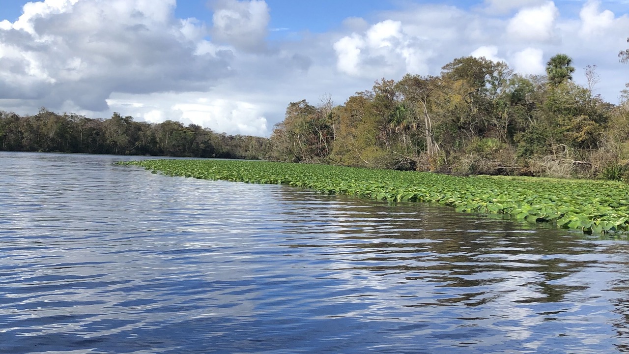 Photo of Others in Satsuma