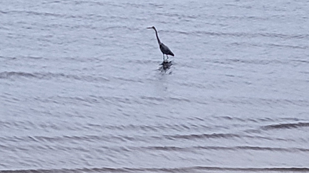Photo of Others in Ocean Springs