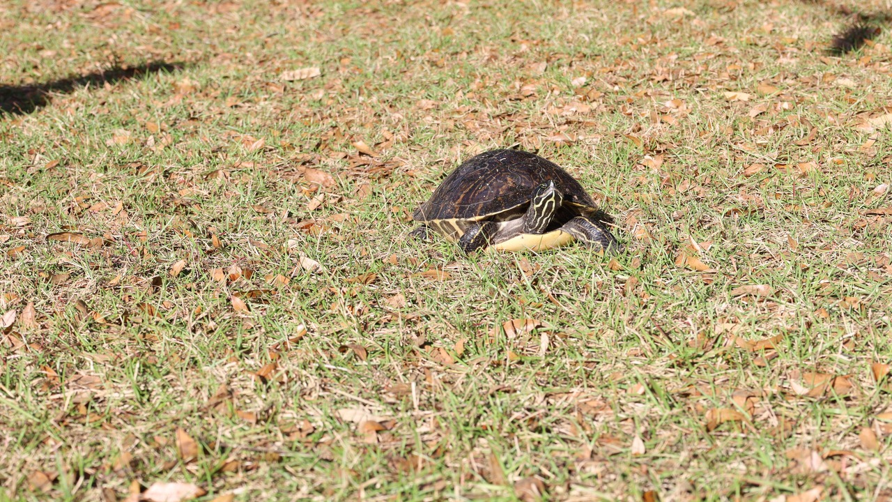 Photo of Outdoor in Interlachen