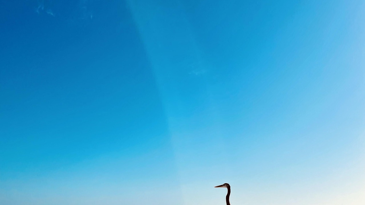 Photo of Others in Ono Island