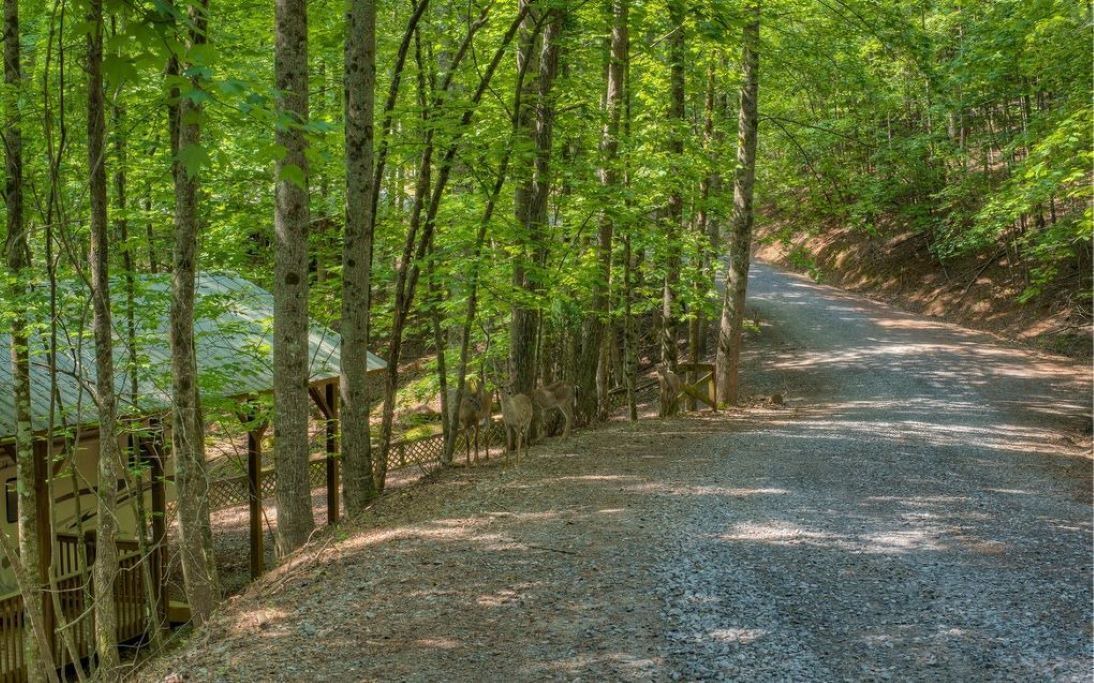 Photo of Outdoor in Ellijay