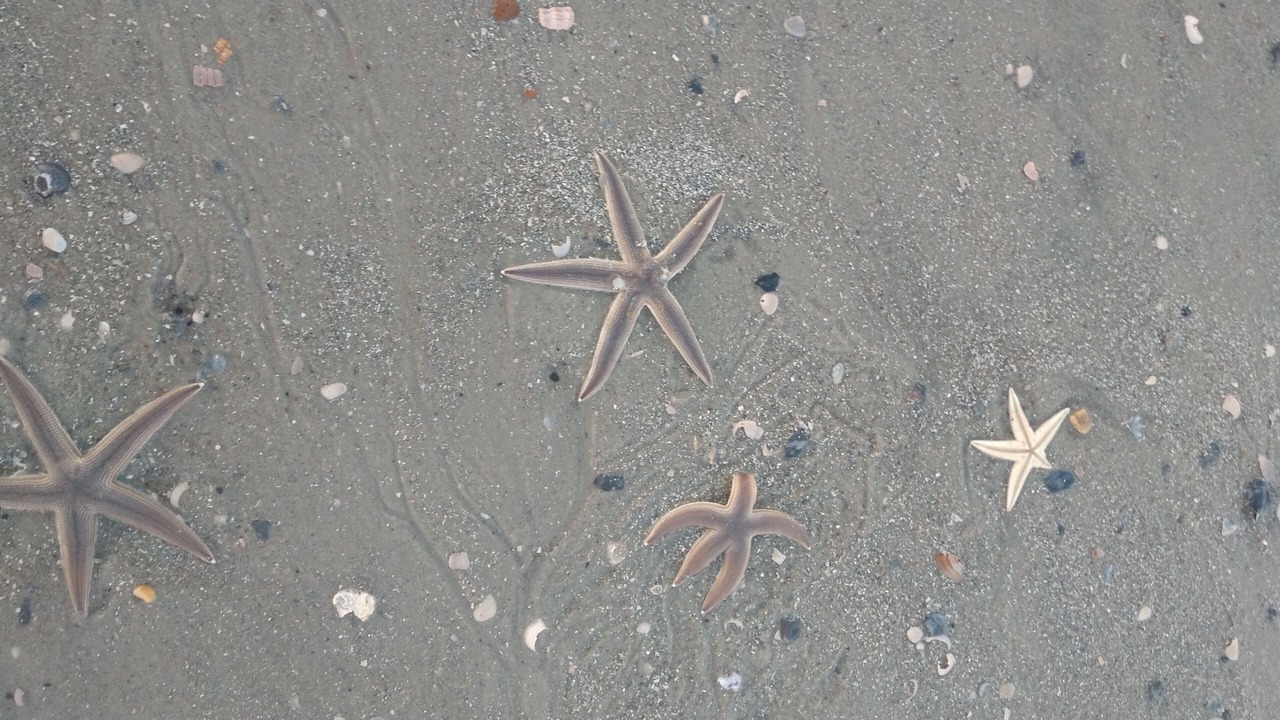 Photo of Others in Melrose on the Beach