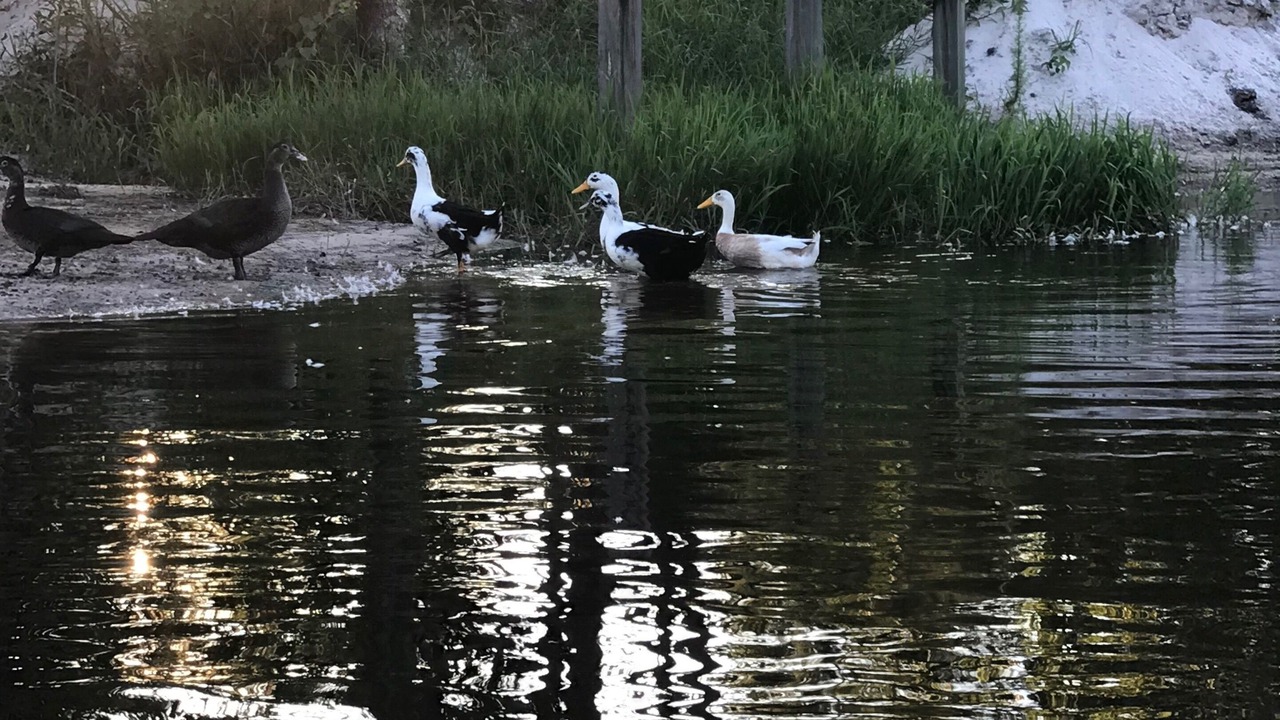 Photo of Outdoor in McNeill