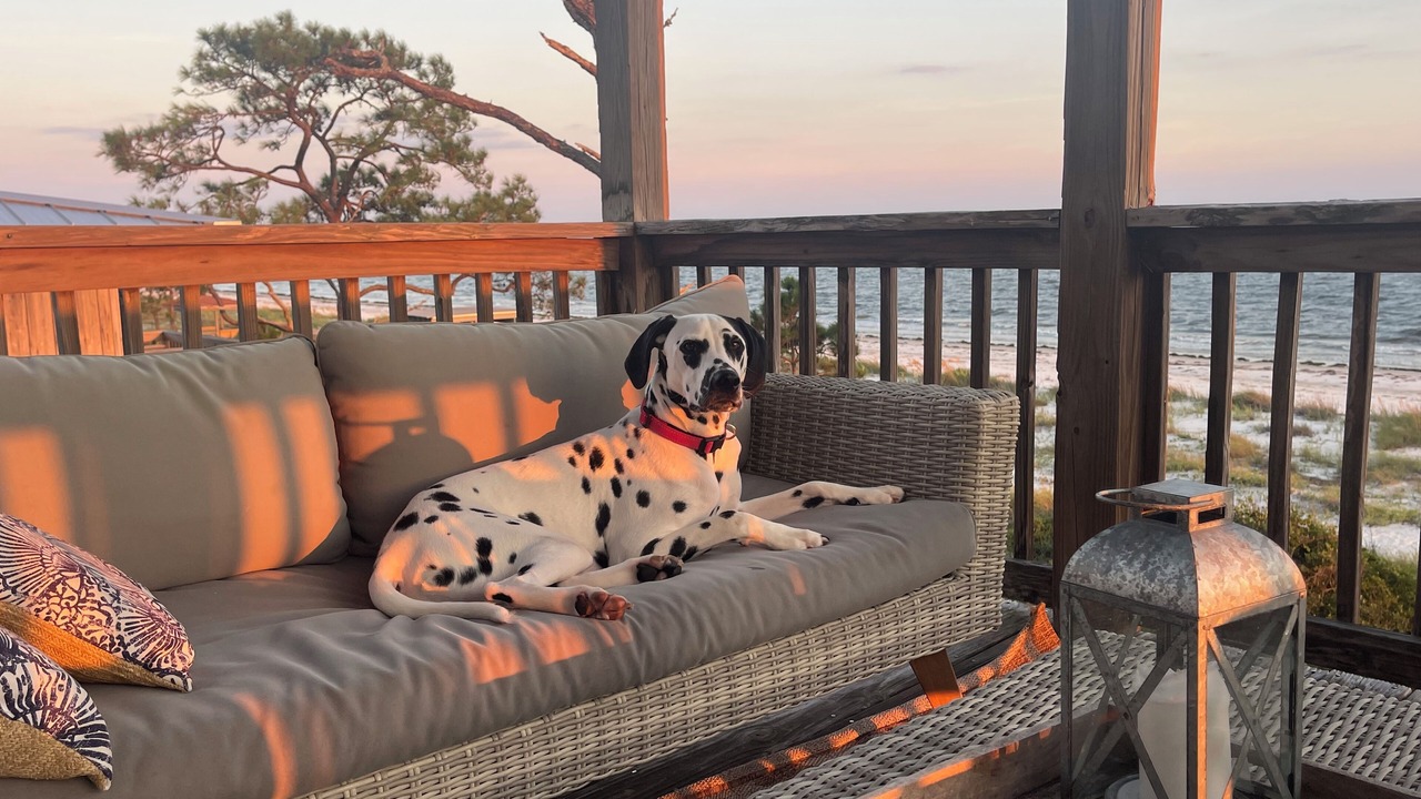 Photo of Outdoor in Alligator Point