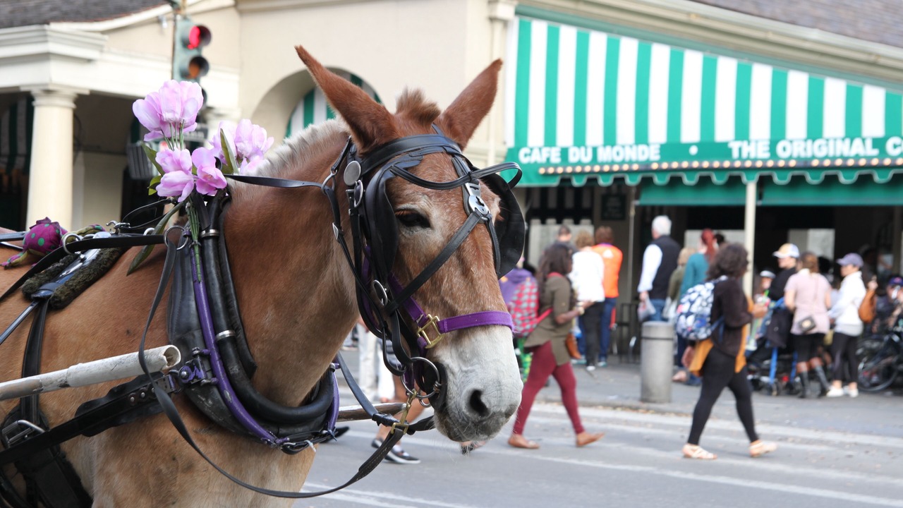 Photo of Others in Faubourg Marigny