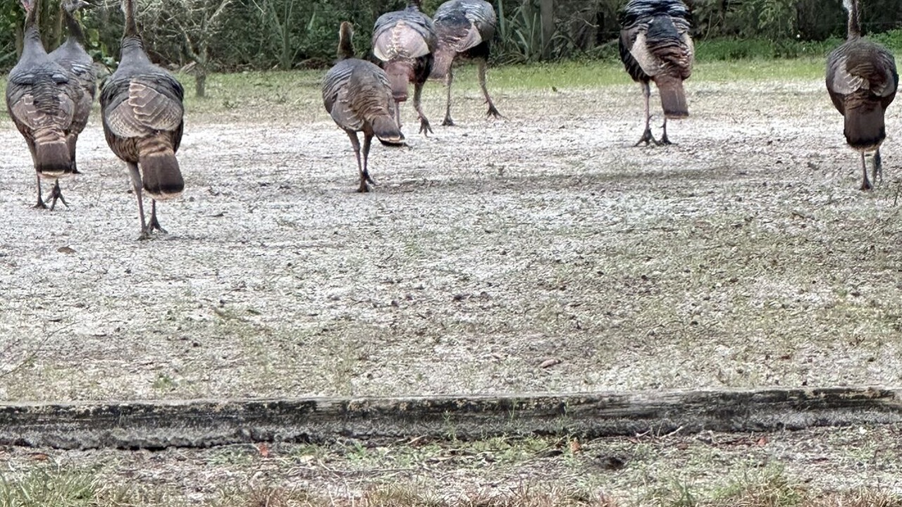 Photo of Outdoor in Satsuma