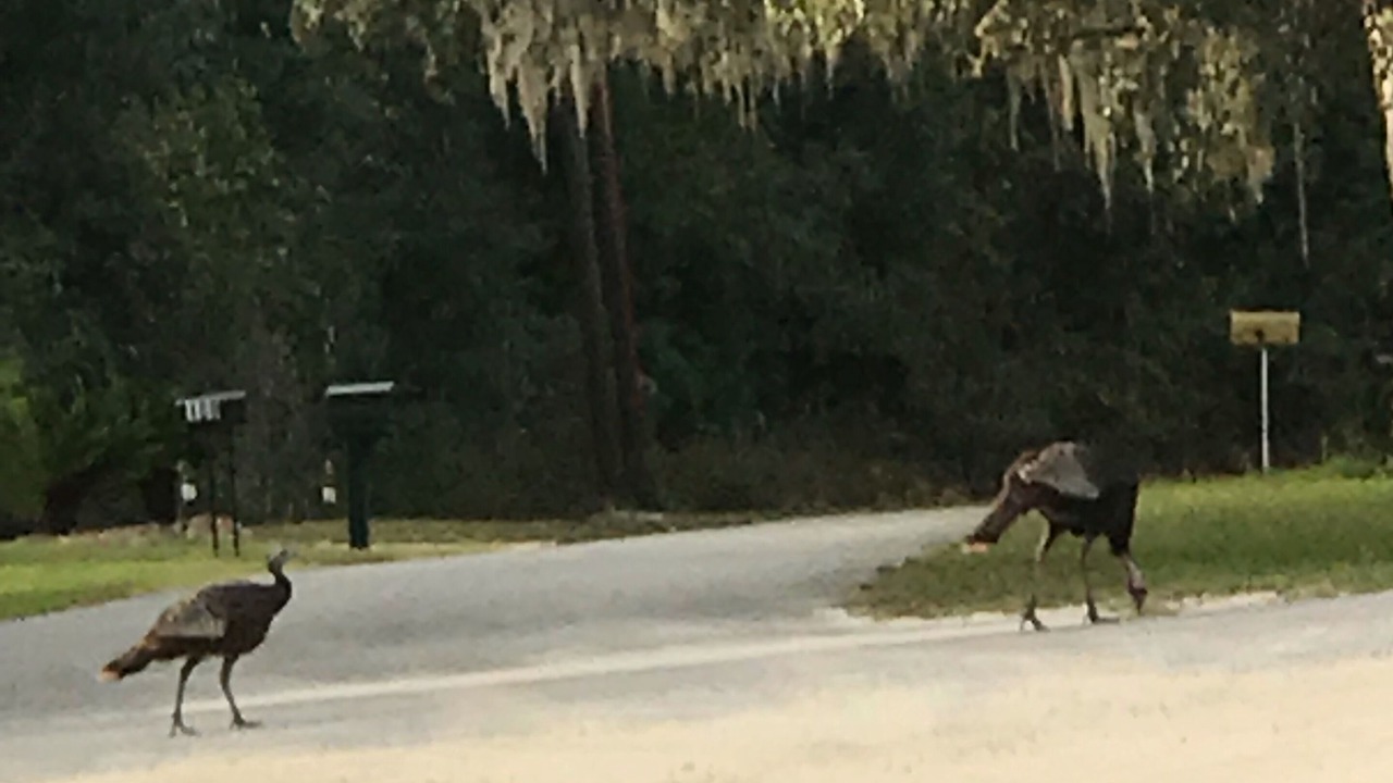Photo of Others in Satsuma