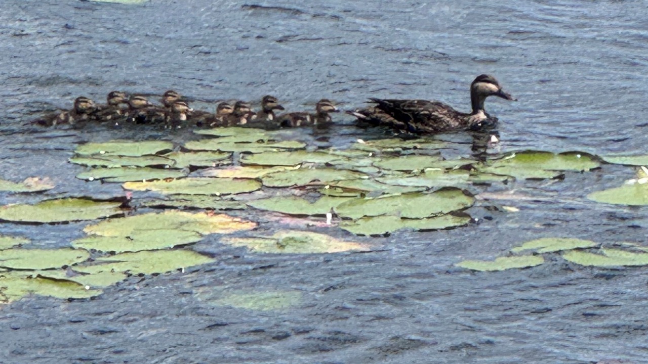 Photo of Others in College Park