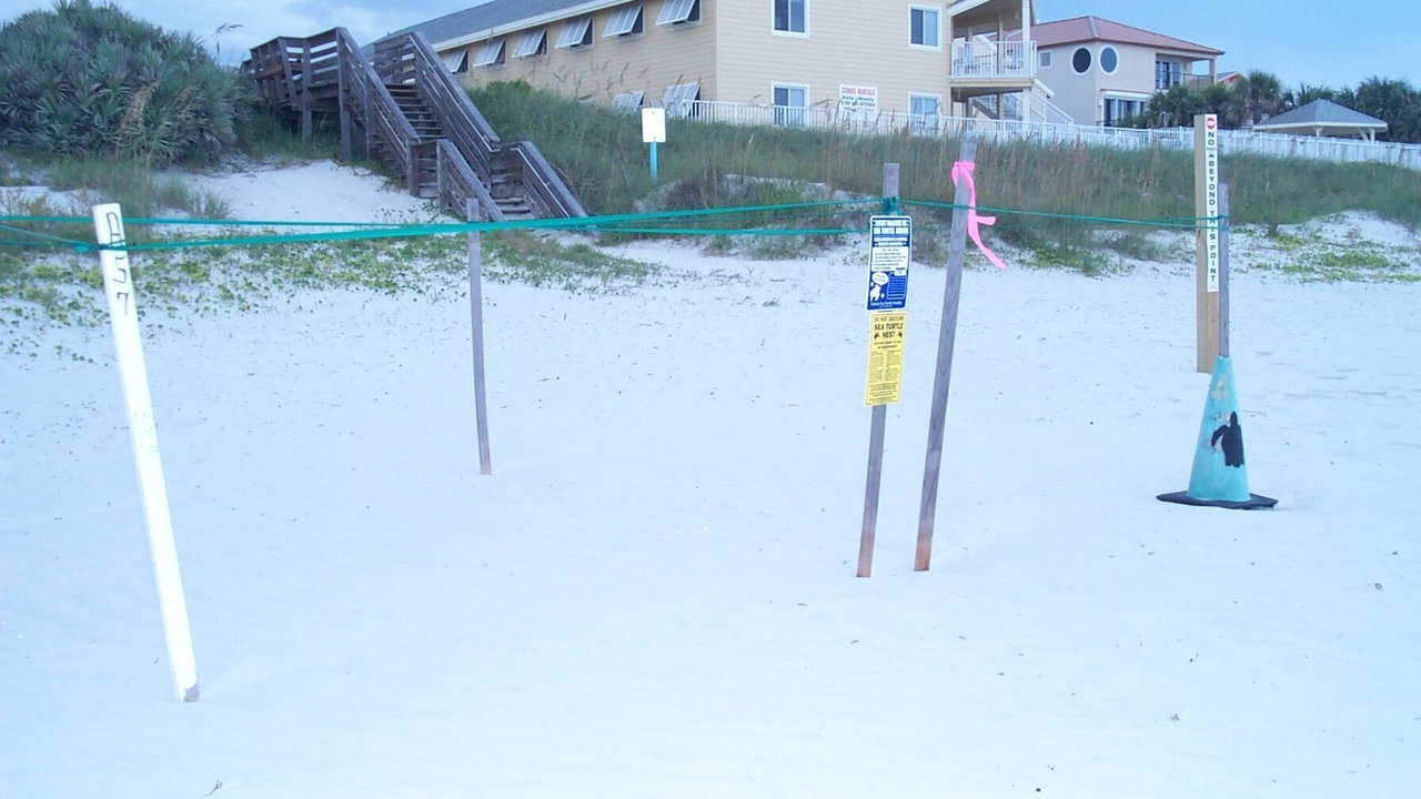 Photo of Others in New Smyrna Beach