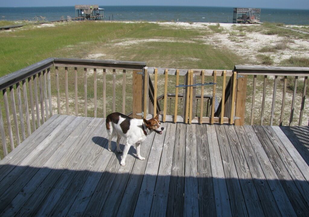 Photo of Others in Dauphin Island