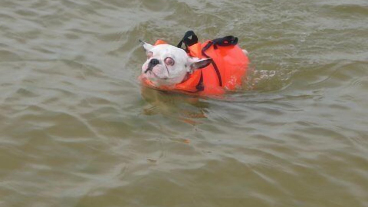 Photo of Others in Dauphin Island