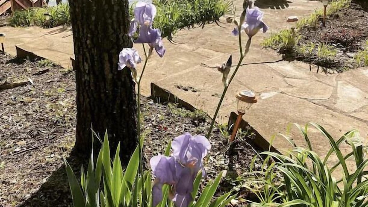 Photo of Outdoor in Wedowee