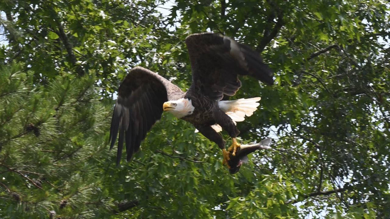 Photo of Outdoor in Wedowee