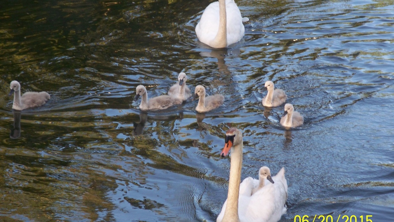 Photo of Others in Indian River