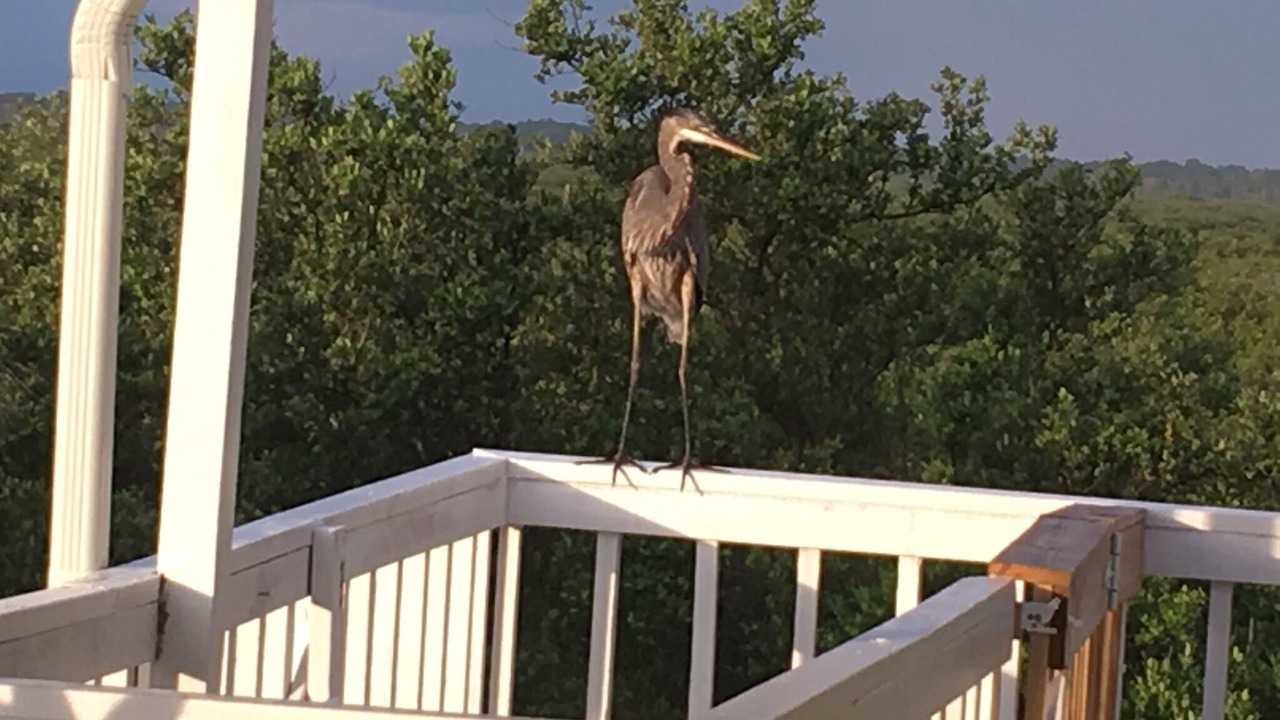 Photo of Others in New Smyrna Beach