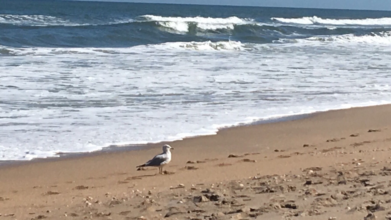 Photo of Others in New Smyrna Beach