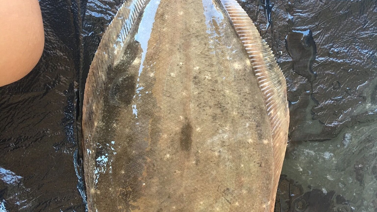 Photo of Others in Indian Bay