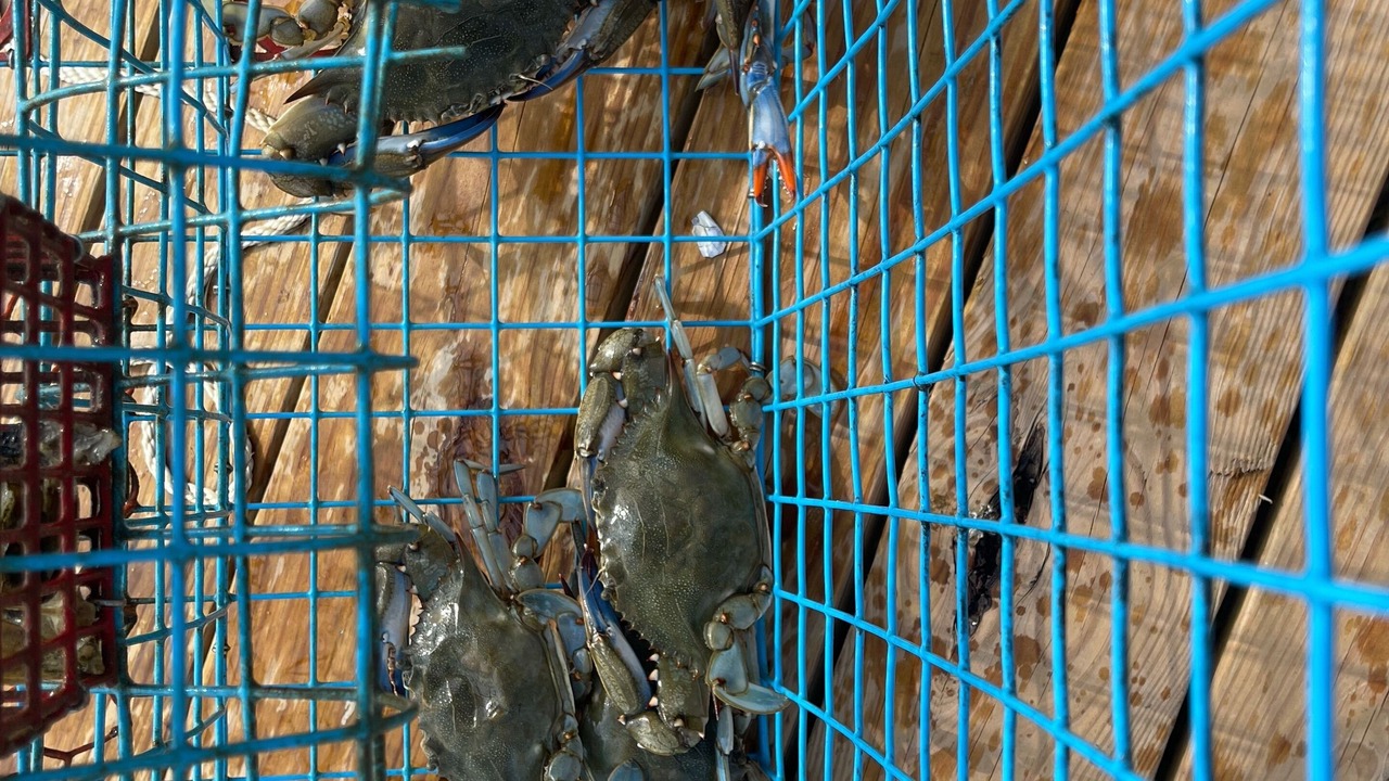 Photo of Others in Indian Bay
