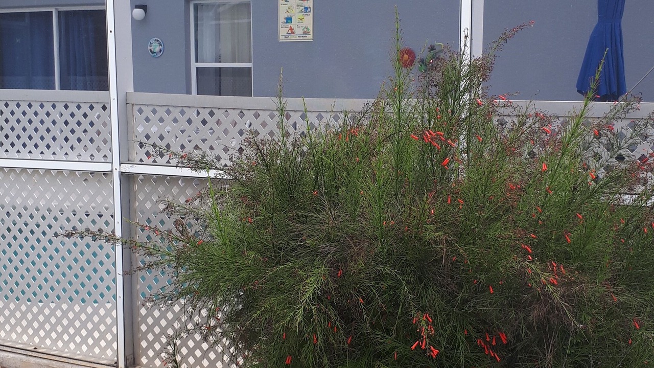 Photo of Outdoor in Florida Pines