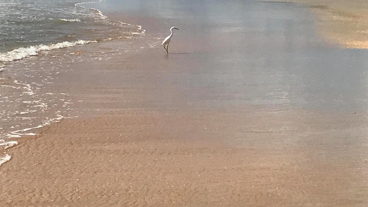 Photo of Others in Palm Coast