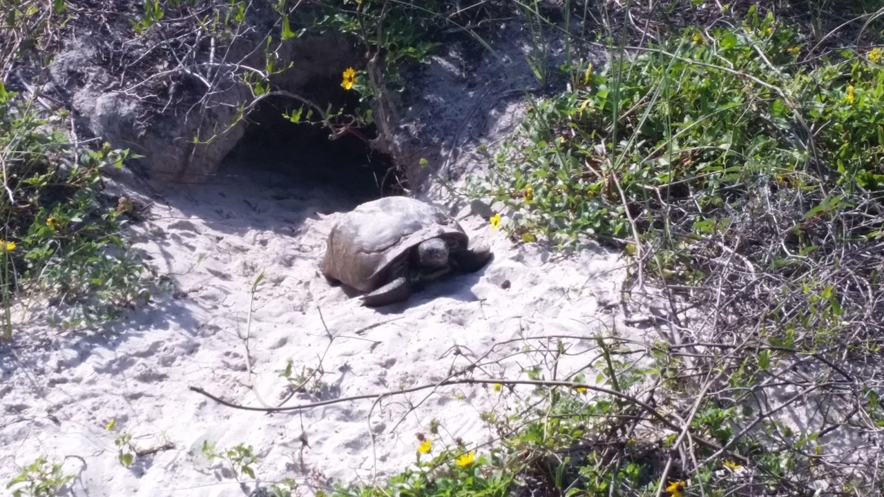 Photo of Others in Butler Beach