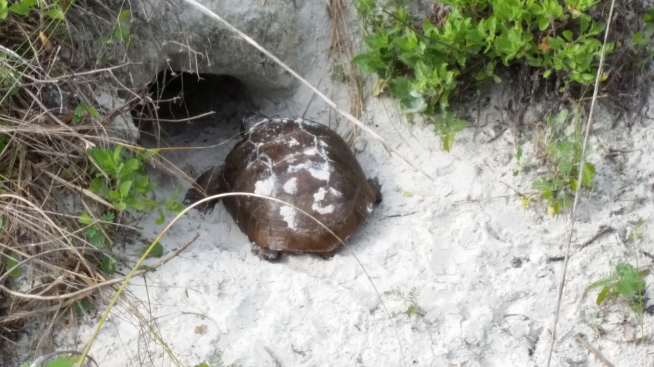 Photo of Others in Butler Beach