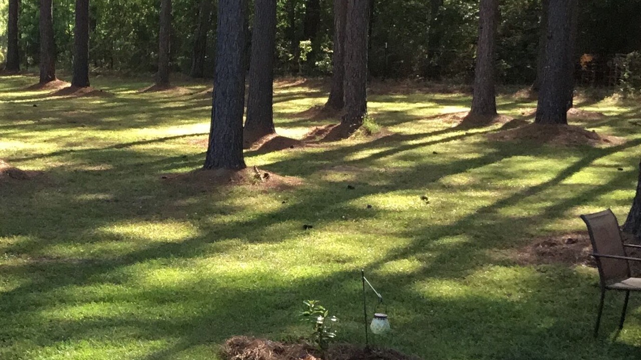 Photo of Others in Perkinston
