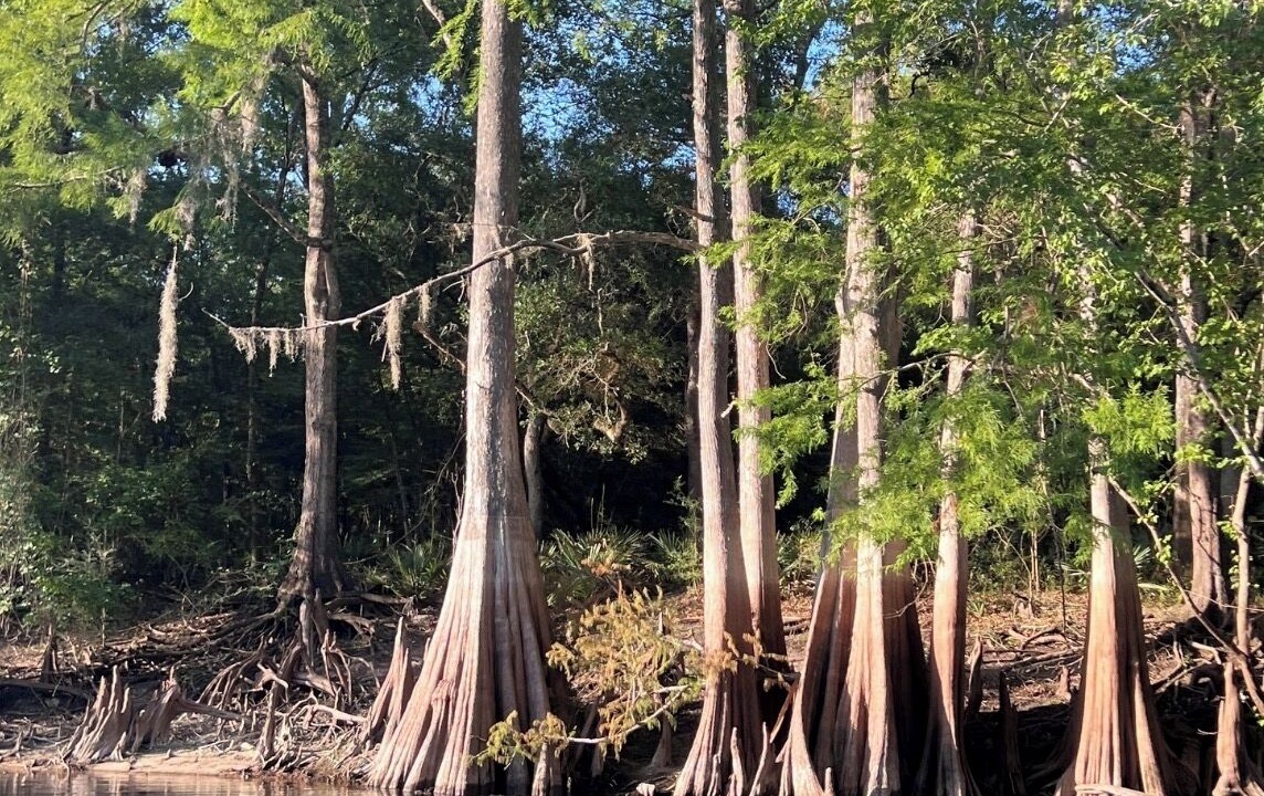 Photo of Others in Fort White