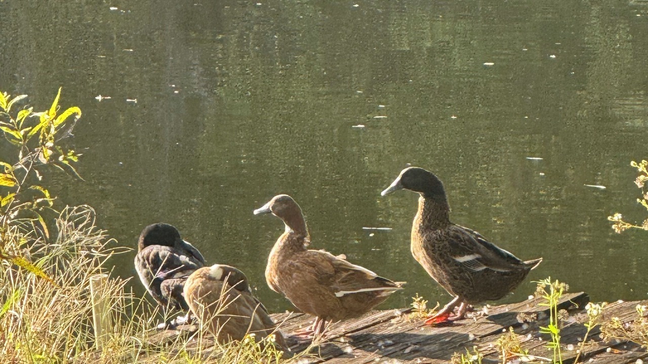 Photo of Others in Satsuma