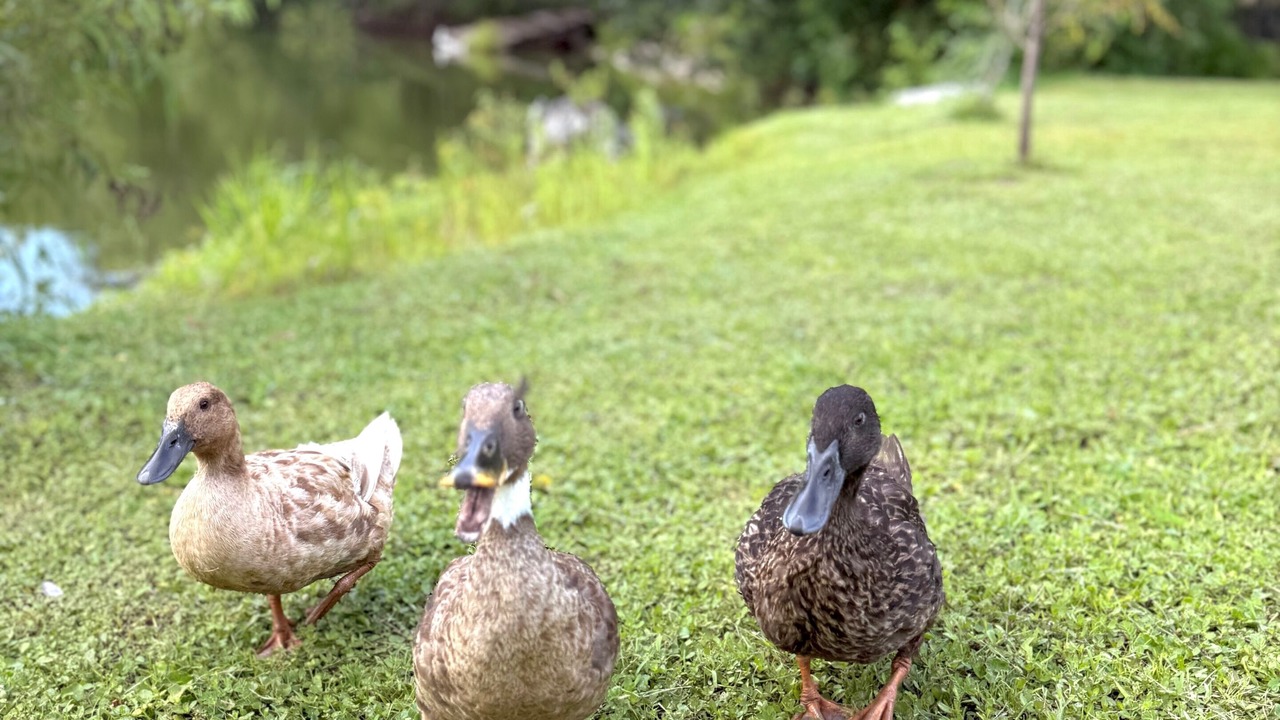 Photo of Others in Satsuma