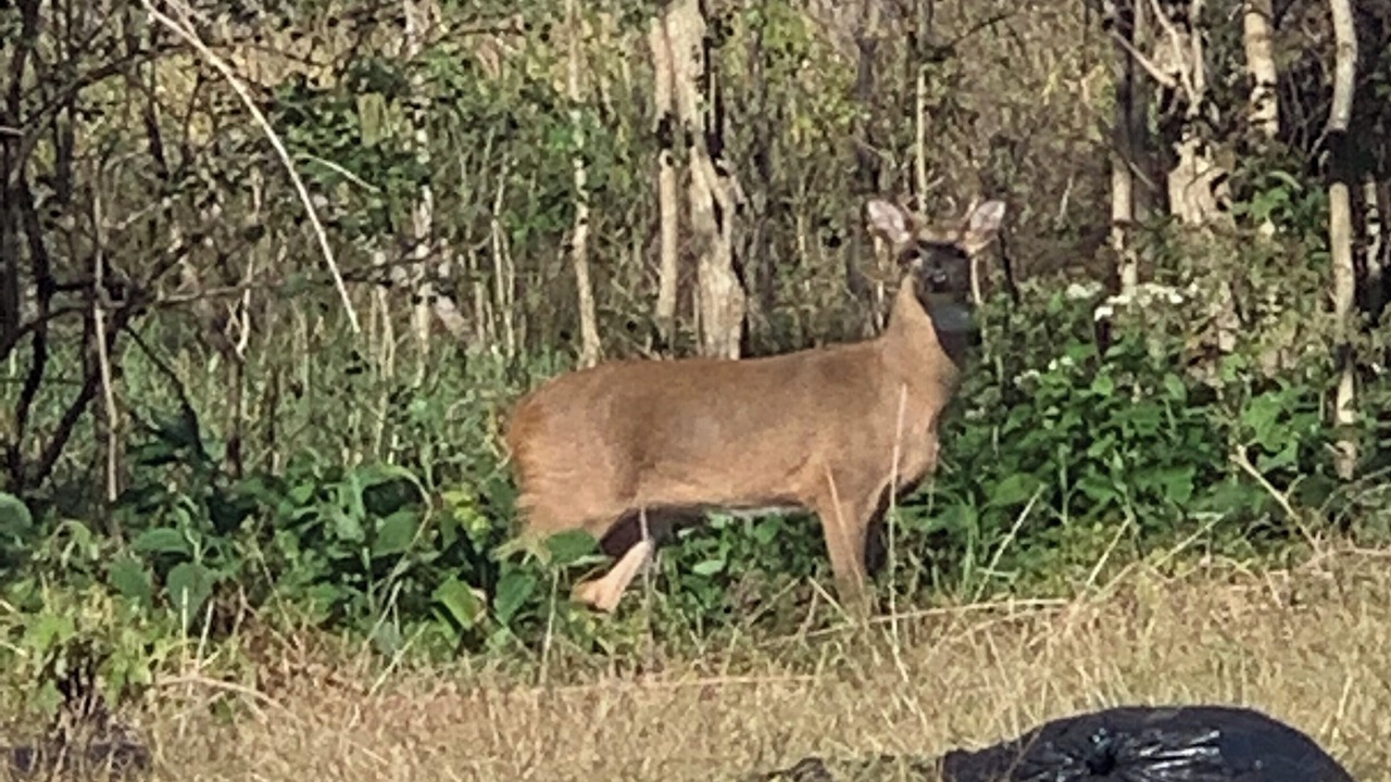 Photo of Others in New Orleans East Area