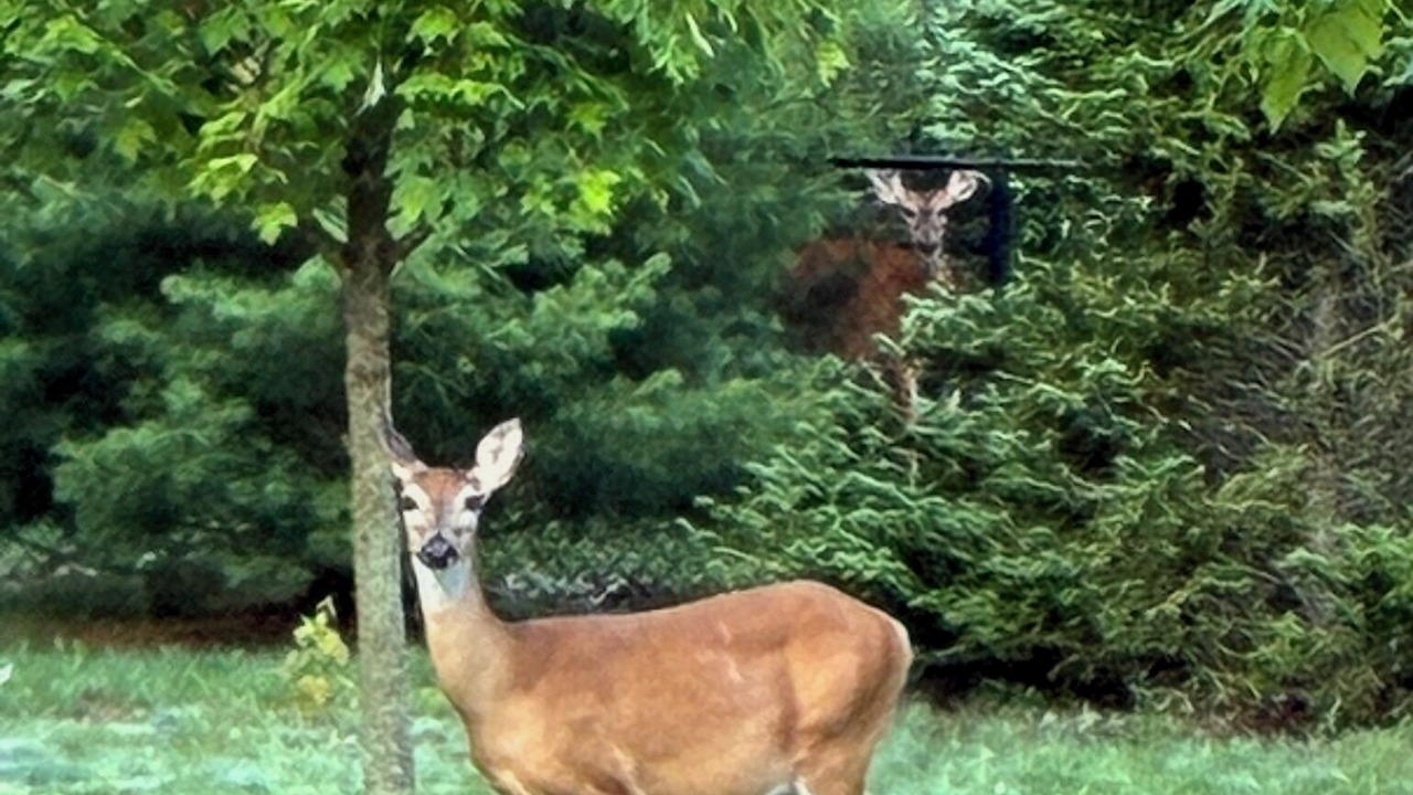 Photo of Others in Maple City