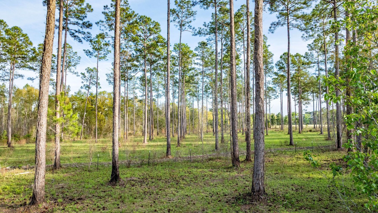 Photo of Others in Moultrie