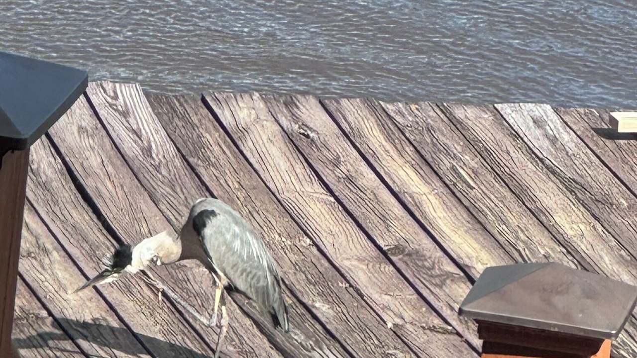 Photo of Others in D'Iberville