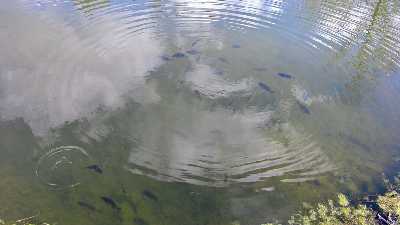 Photo of Others in Rupert
