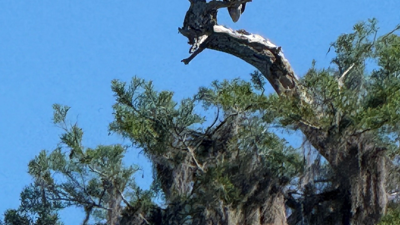 Photo of Others in Satsuma