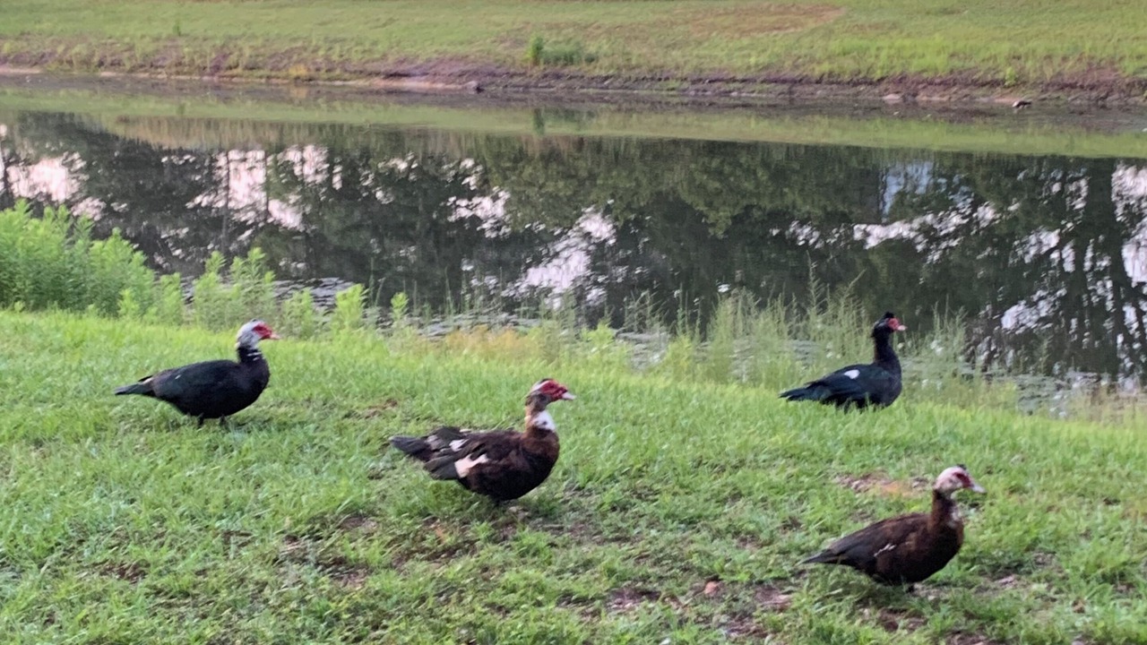 Photo of Others in Grand Park