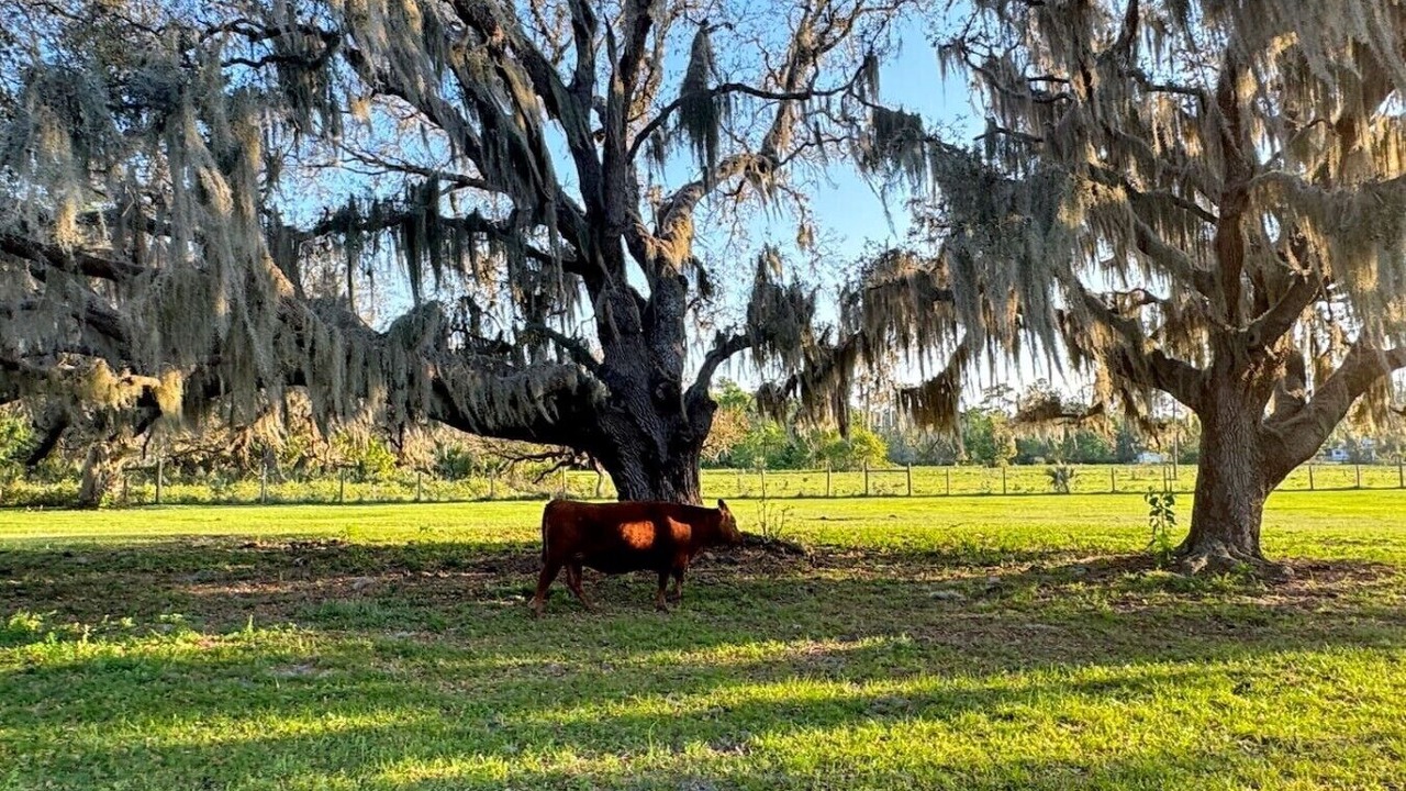 Photo of Others in Eustis