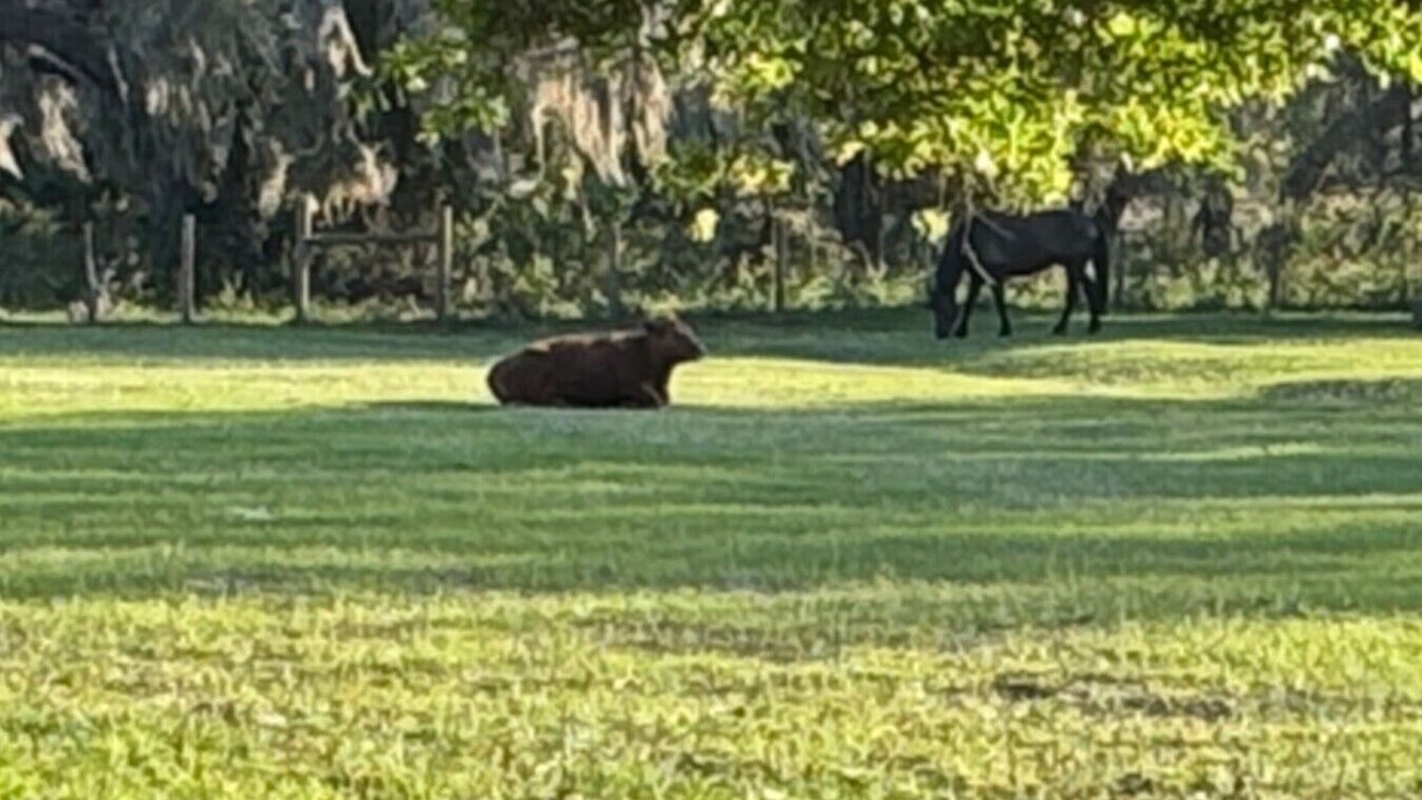 Photo of Others in Eustis