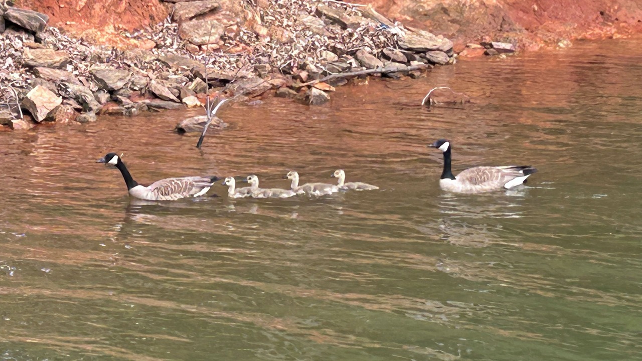 Photo of Others in Townville