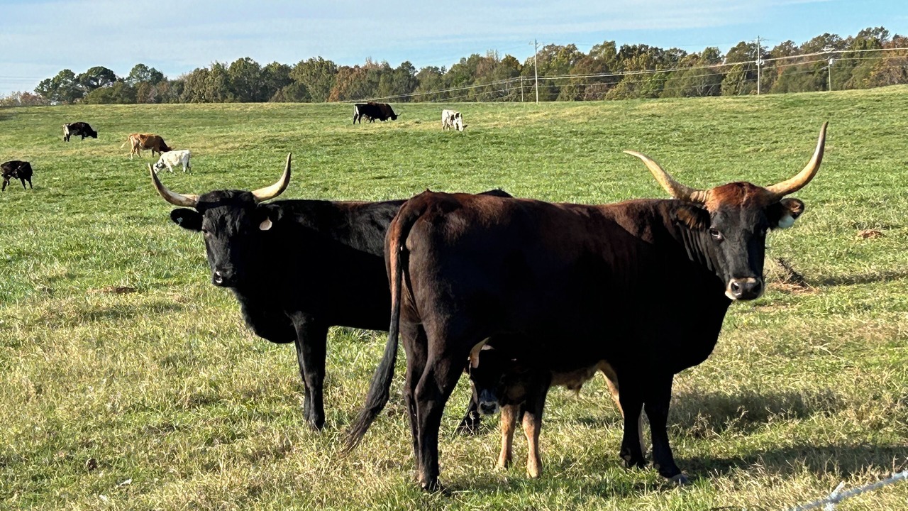 Photo of Others in Townville