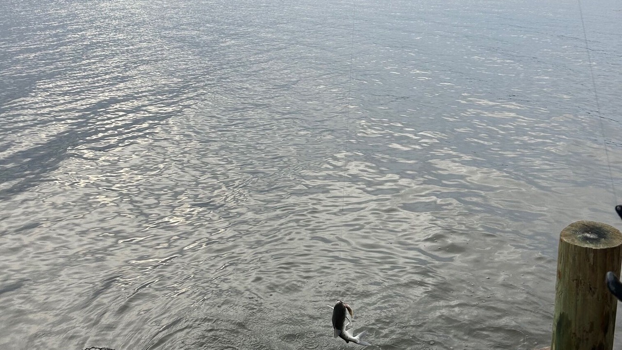 Photo of Outdoor in Alabama Gulf Coast