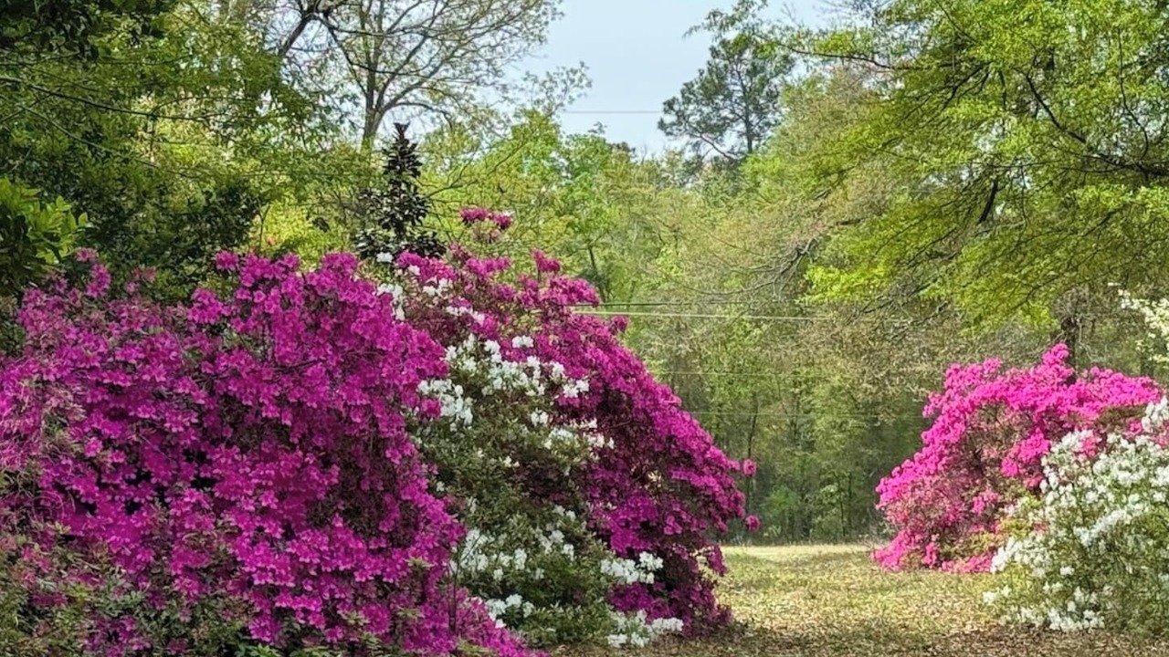 Photo of Outdoor in Beech Island