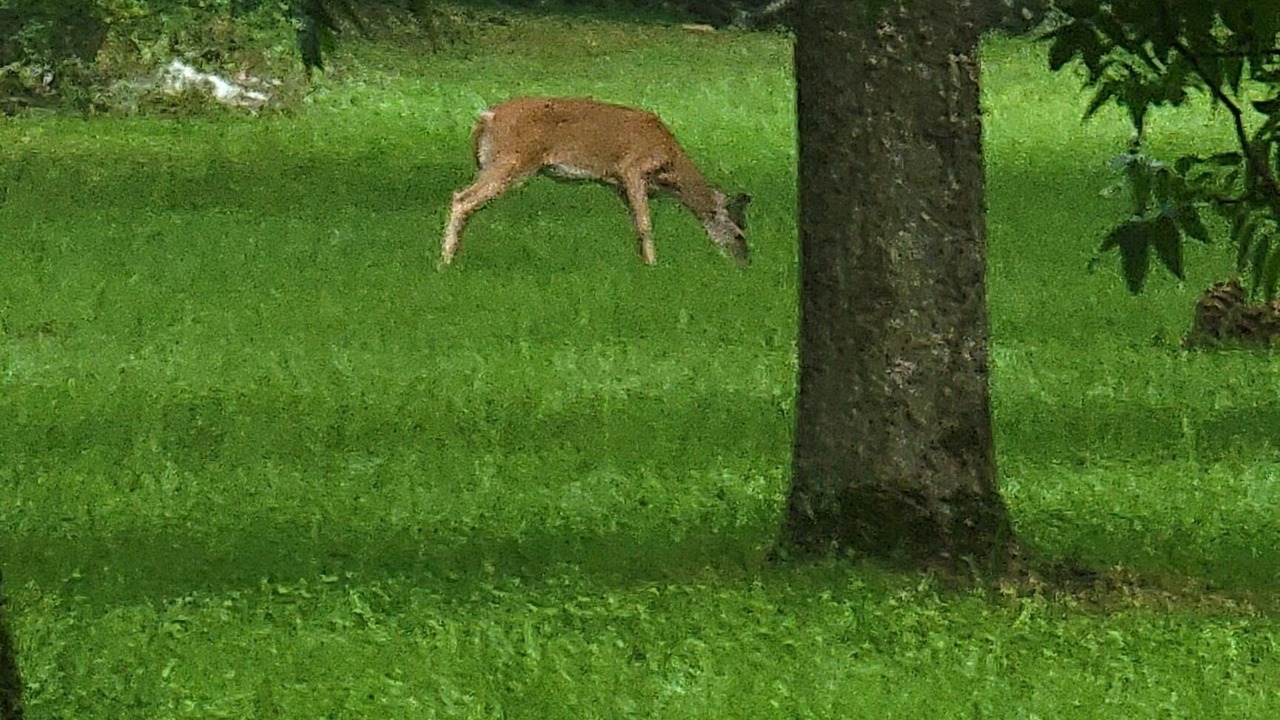 Photo of Others in Americus