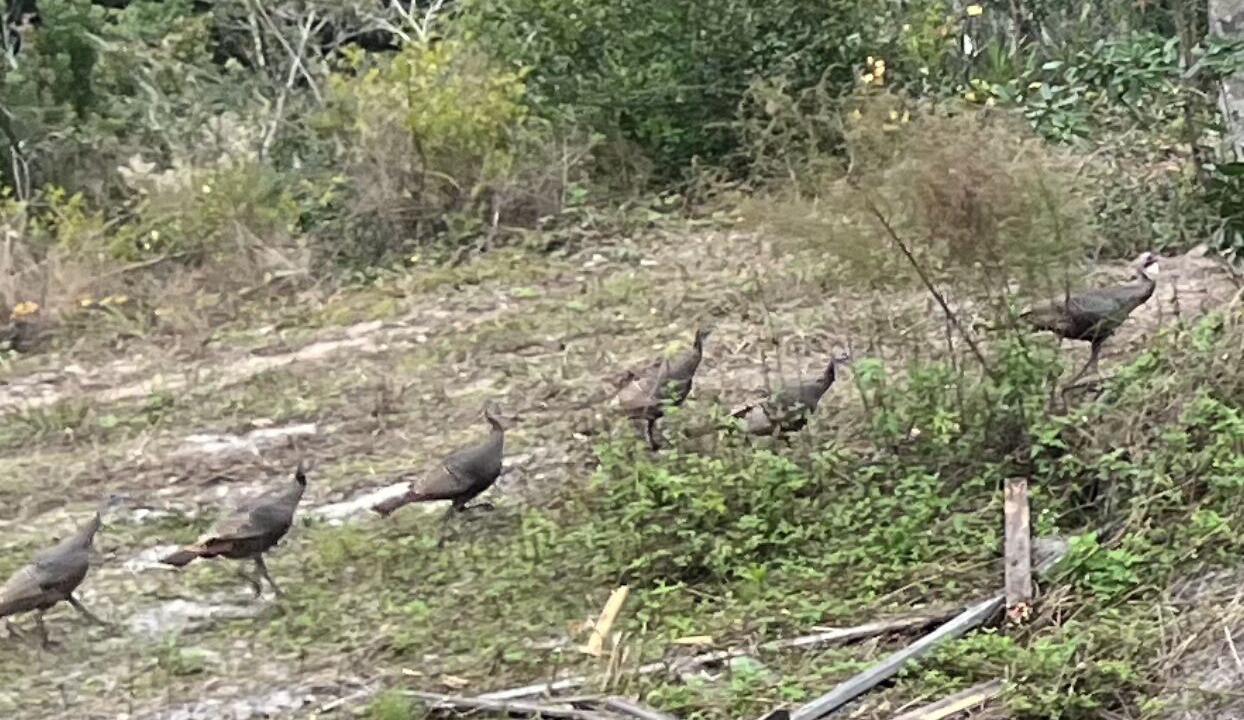 Photo of Others in Satsuma