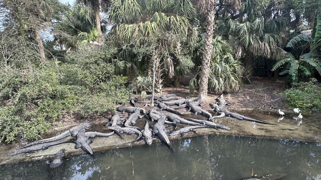 Photo of Others in Satsuma